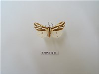 藏品(褐帶污燈蛾)的圖片